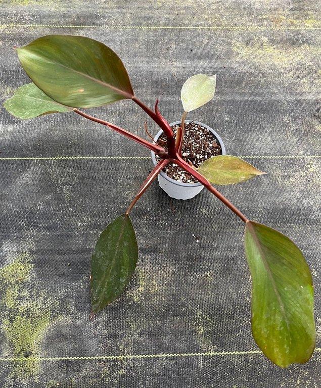 Philodendron white knight ScndCh