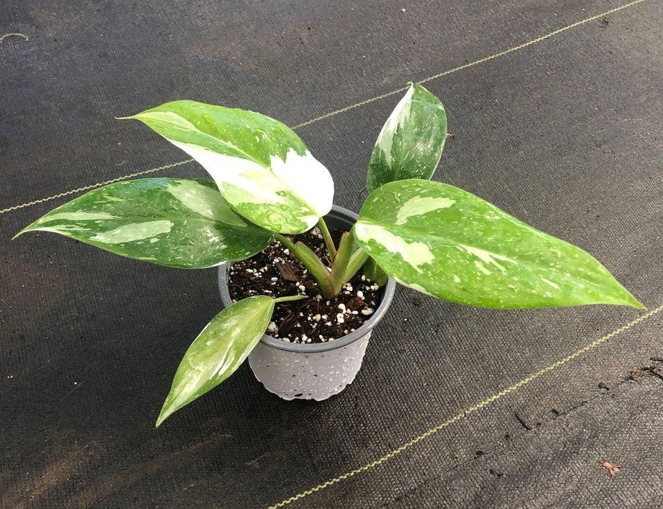 Philodendron white princess M11