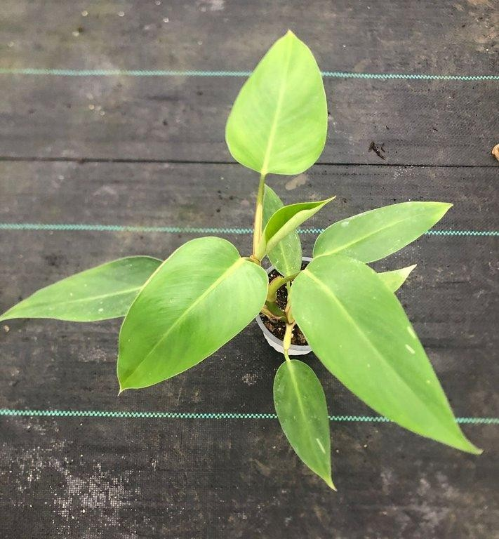 Philodendron white princess ScndCh