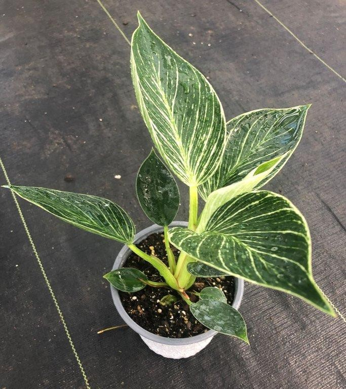 Philodendron birkin M13
