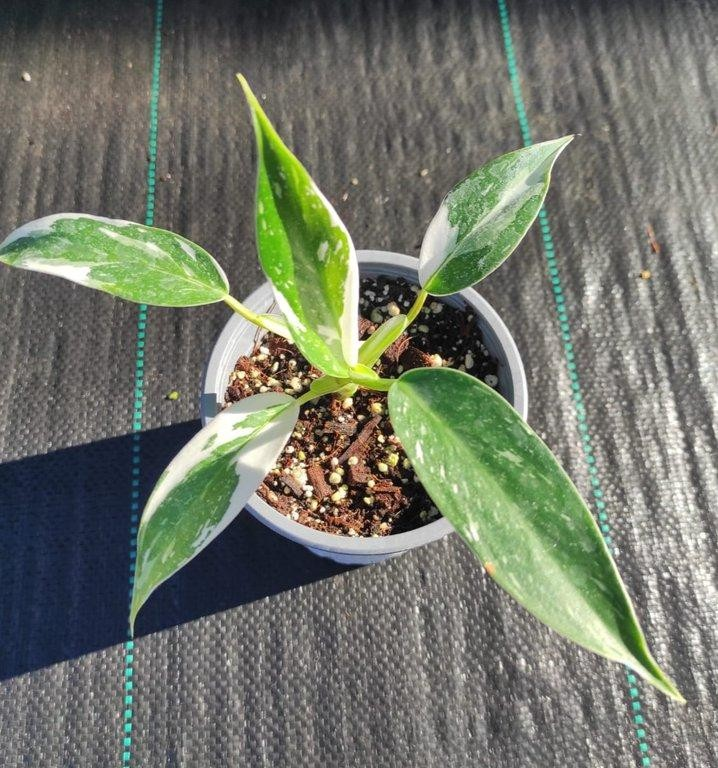 Philodendron white wizard M11