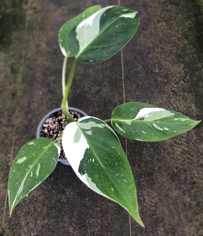 Philodendron white wizard M13