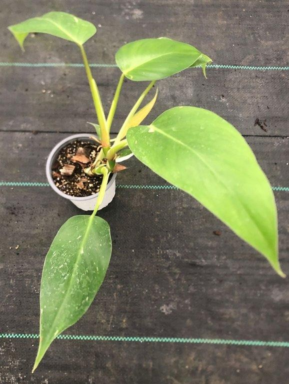 Philodendron white wizard ScndCh