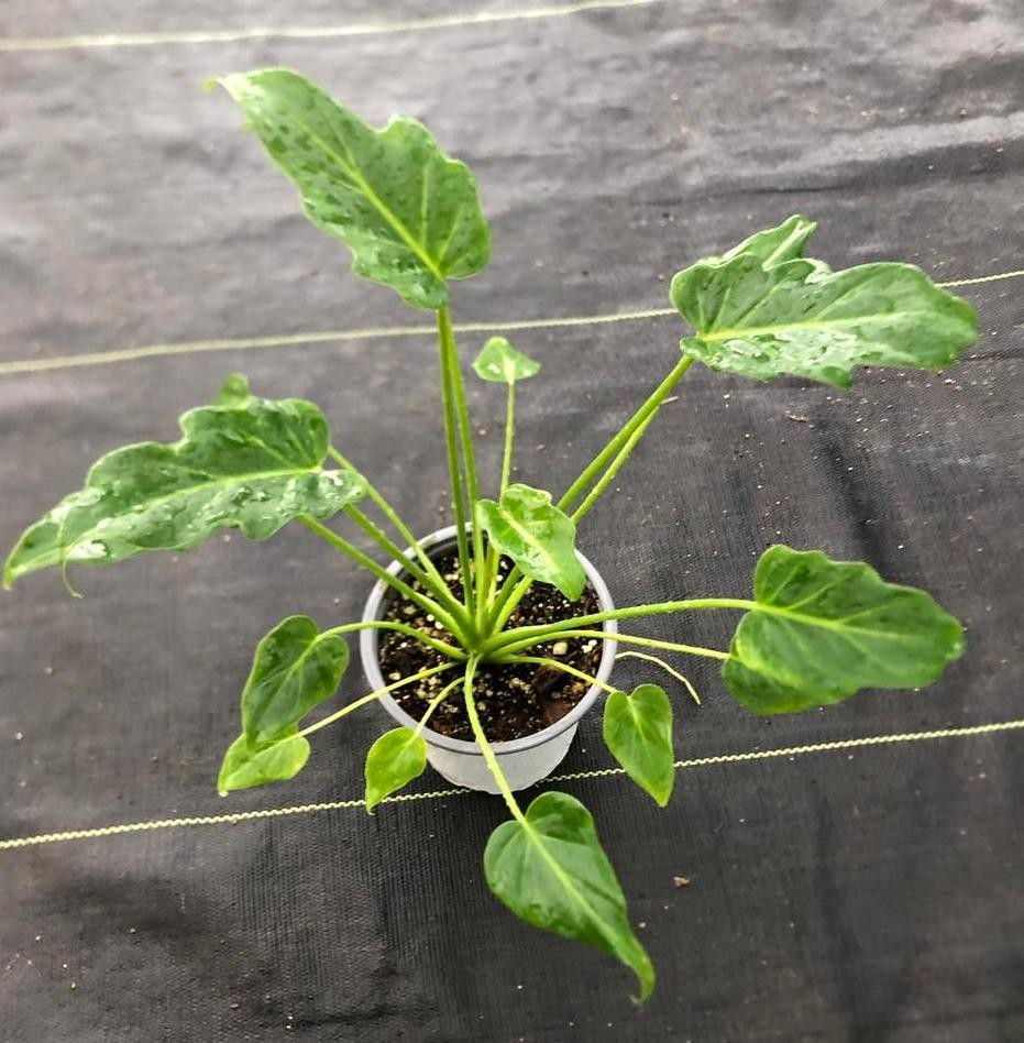 Philodendron xanadu M13