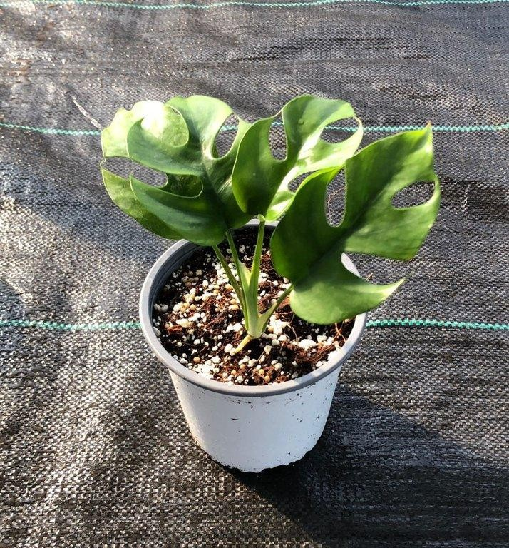 Rhaphidophora tetrasperma M13