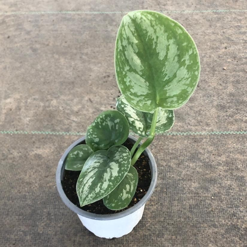 Scindapsus pictus exotica M11