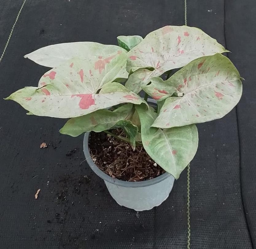 Syngonium confetti M11