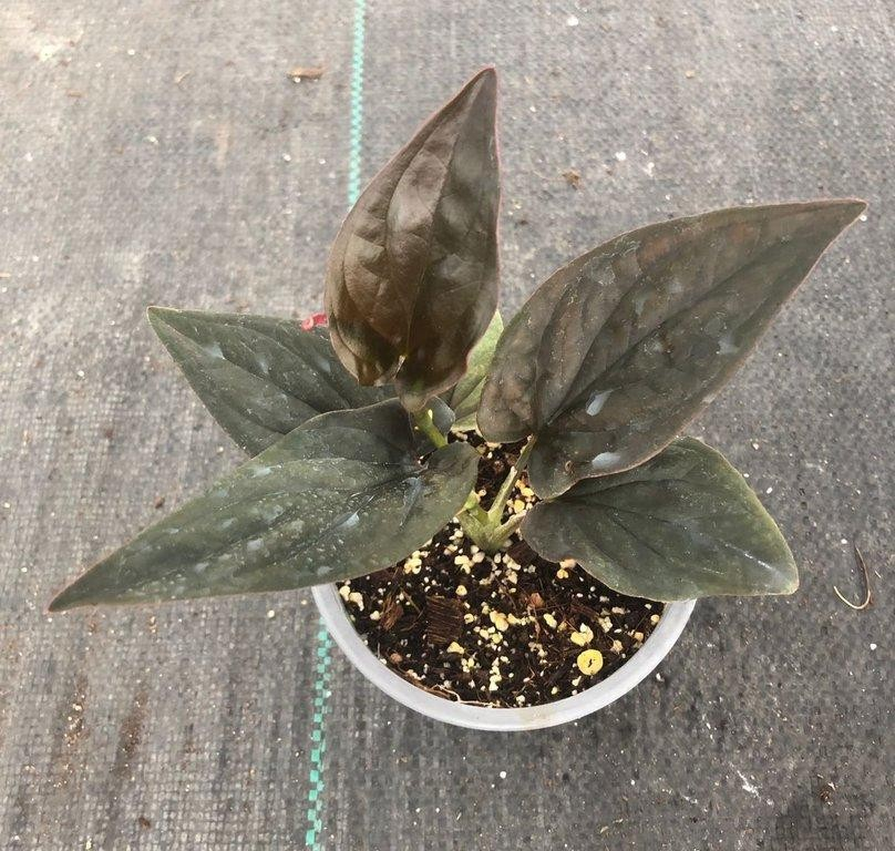 Syngonium erythrophyllum red arrow M11