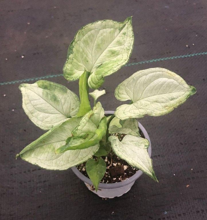 Syngonium mouse ears M9