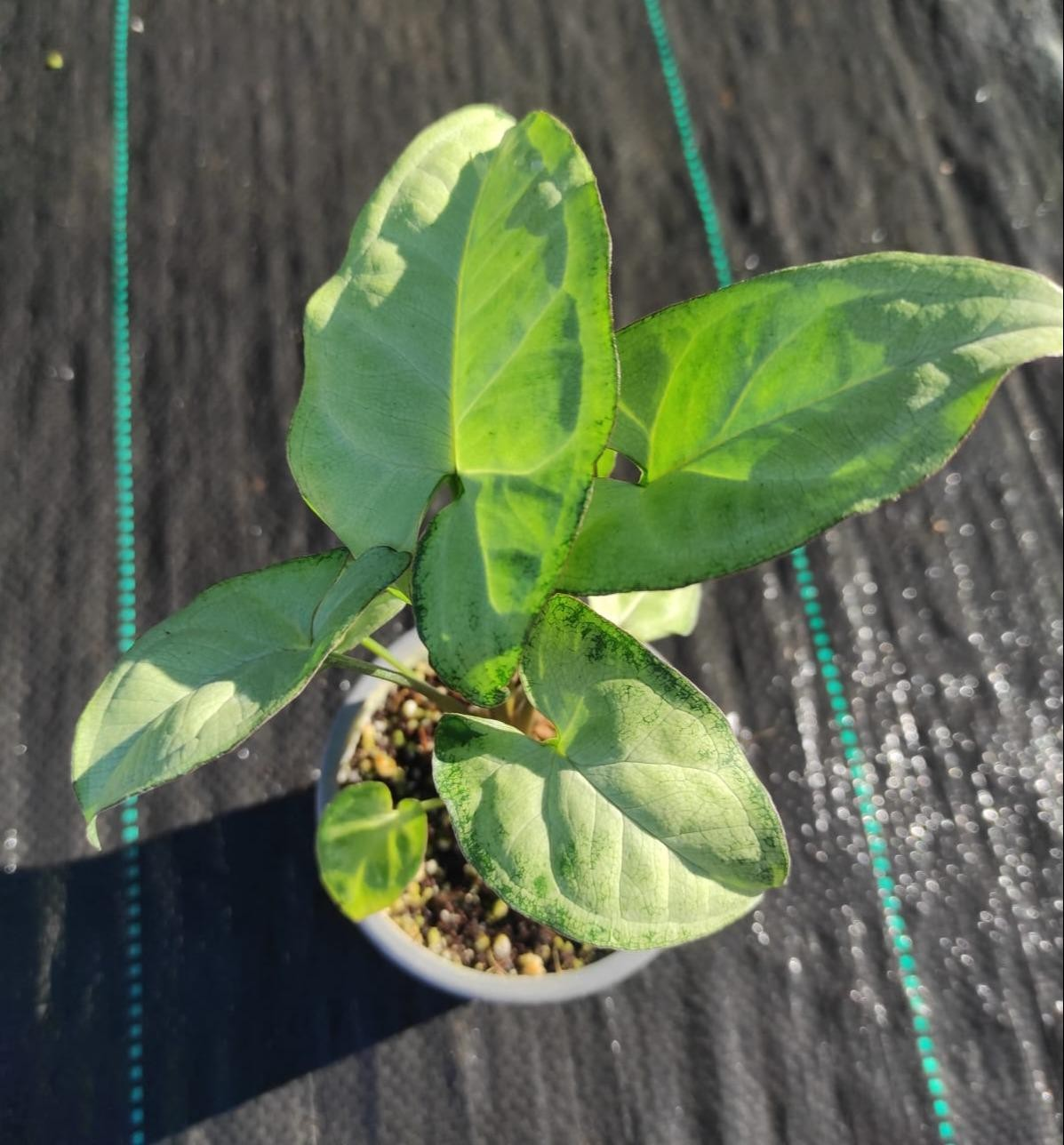 Syngonium podophyllum holly M9