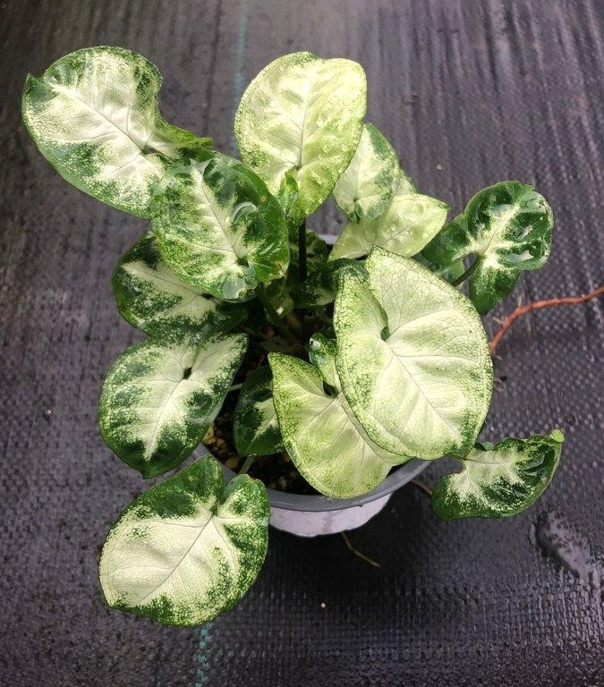 Syngonium podophyllum pixie M11