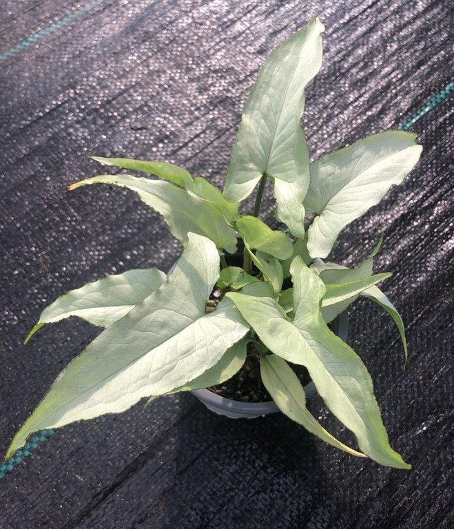 Syngonium silver fox M9