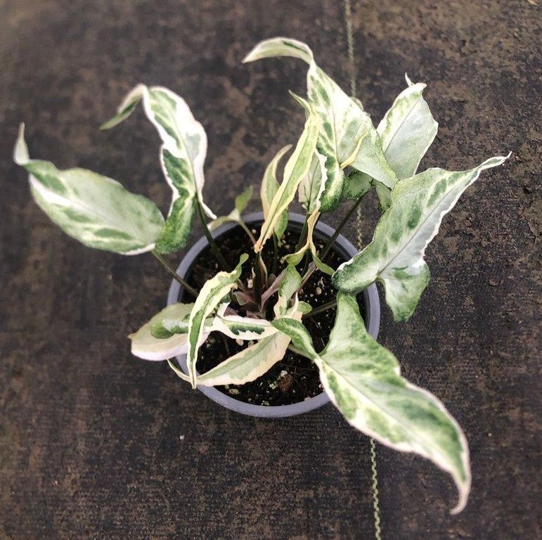 Syngonium starlite M11