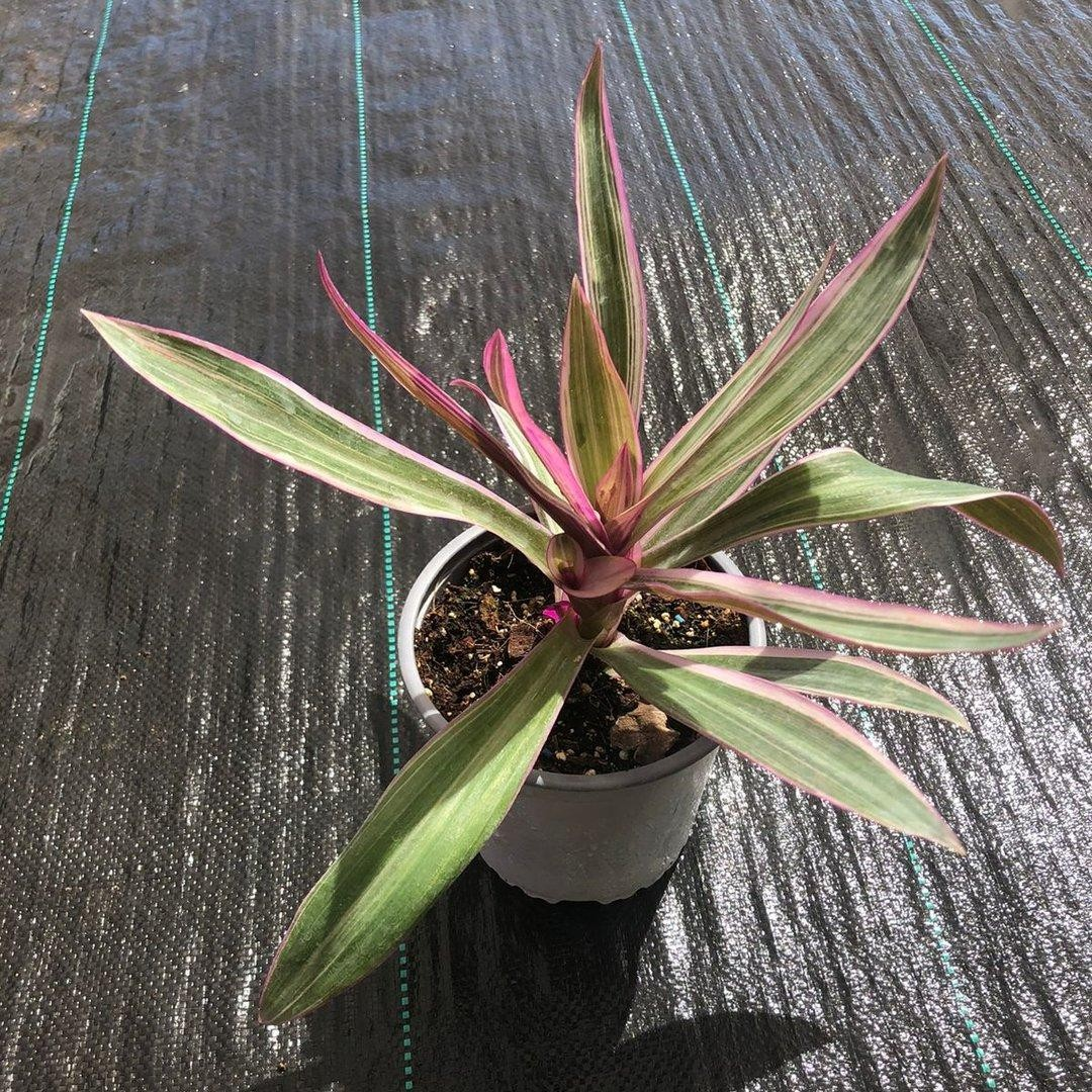 Tradescantia spathacea M13