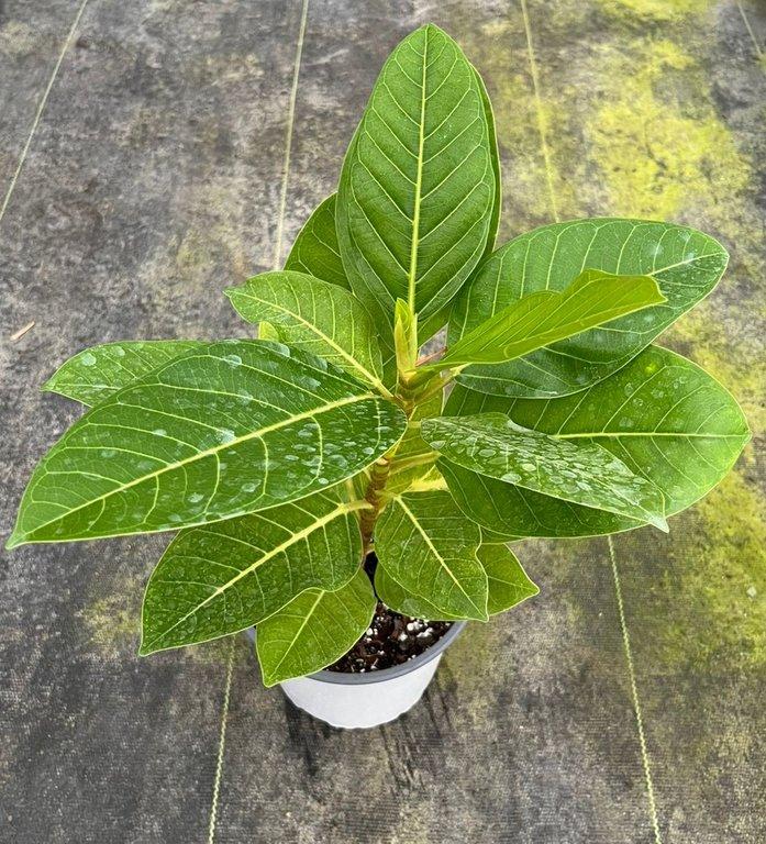 Ficus benghalensis gold M17