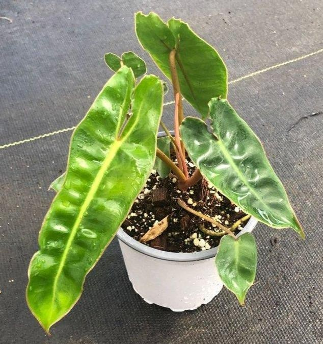 Philodendron billietiae M11